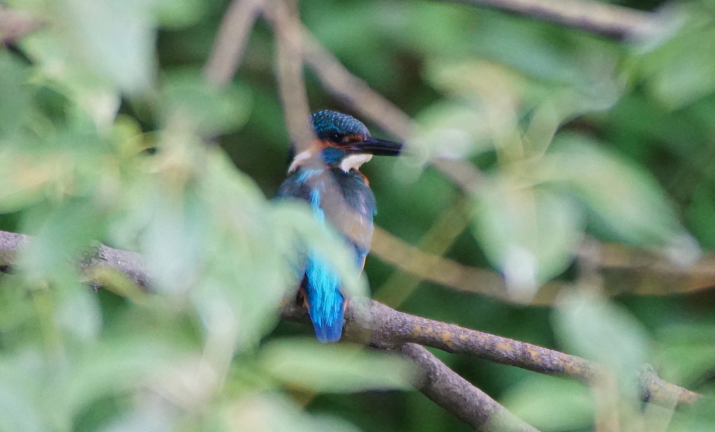 カワセミくん（幼鳥）♂大阪／天王寺