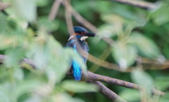 カワセミくん（幼鳥）♂大阪／天王寺