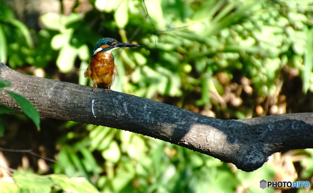 カワセミくん〜大阪茶臼山（大坂夏の陣で真田幸村の本陣となった場所）