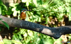 カワセミくん〜大阪茶臼山（大坂夏の陣で真田幸村の本陣となった場所）