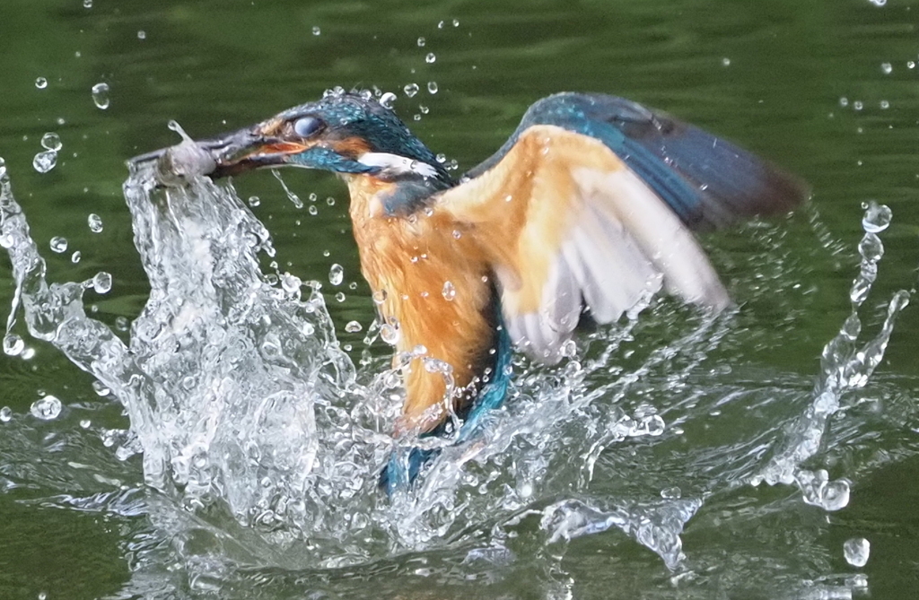 お魚キャッチ！