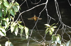 羽ばたき　　大阪／豊中千里