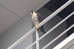 ハヤブサくん　　　大阪／泉大津