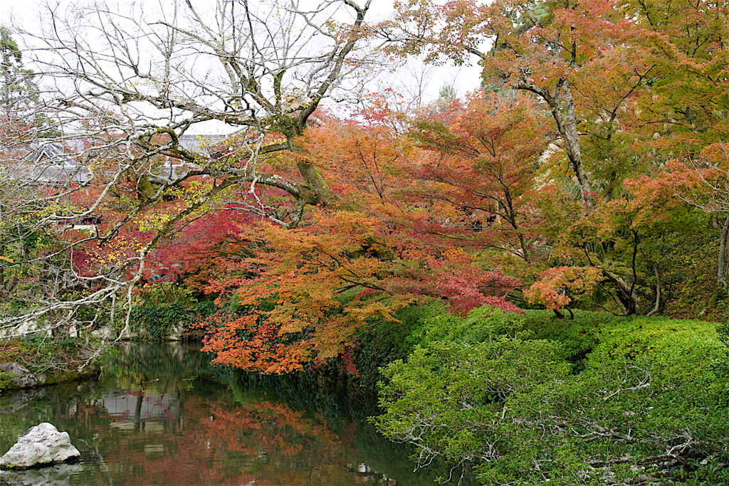 永観堂　紅葉