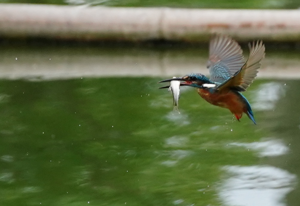 お魚ゲットなカワセミくん♂   大阪／吹田千里