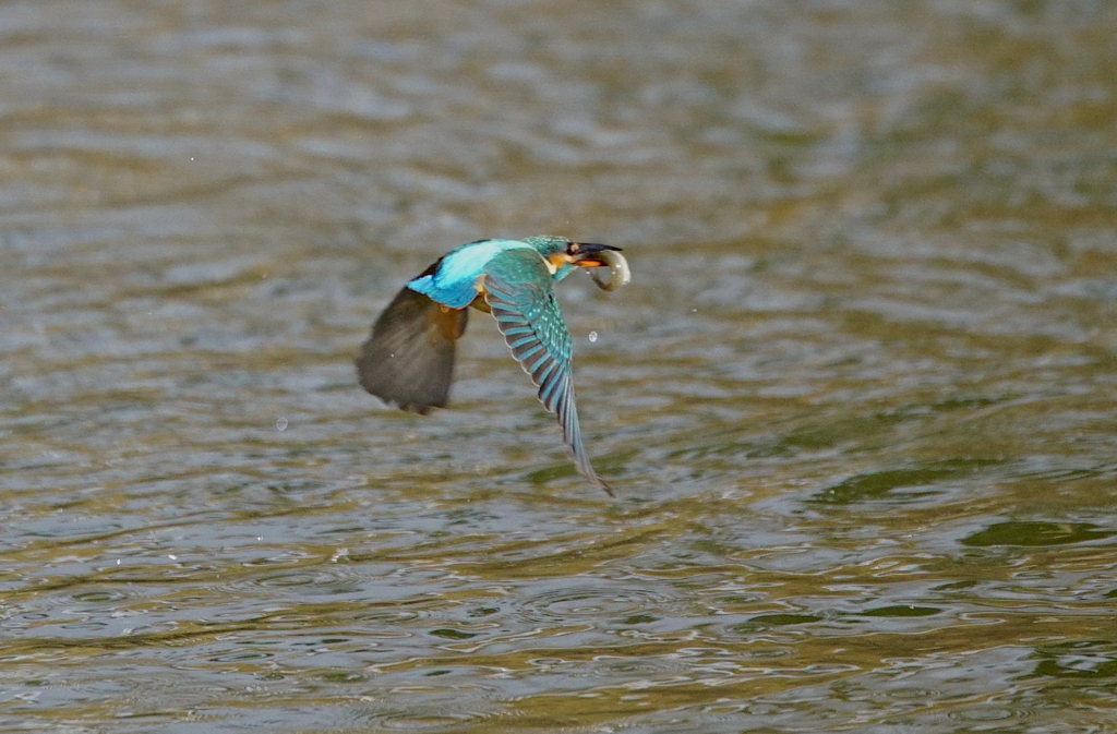 お魚ゲットな、、、