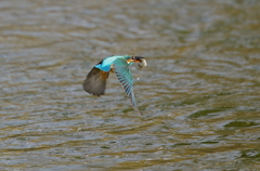お魚ゲットな、、、