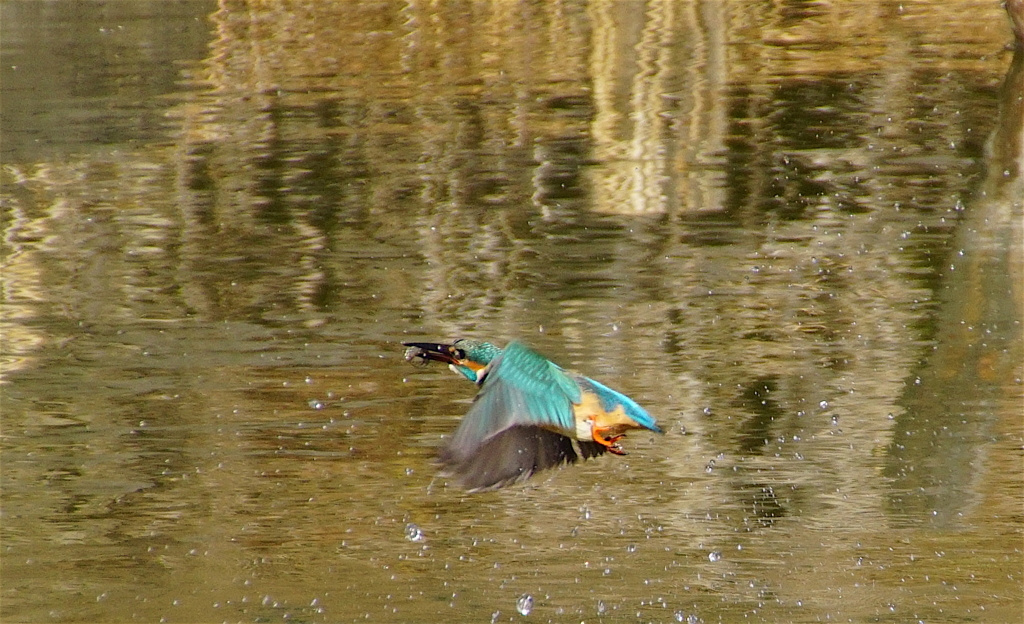 お魚ゲットなカワセミちゃん（大阪／城北公園）