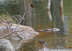 カワセミアベック