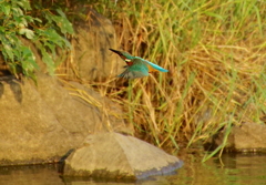 翼広げカワセミくん