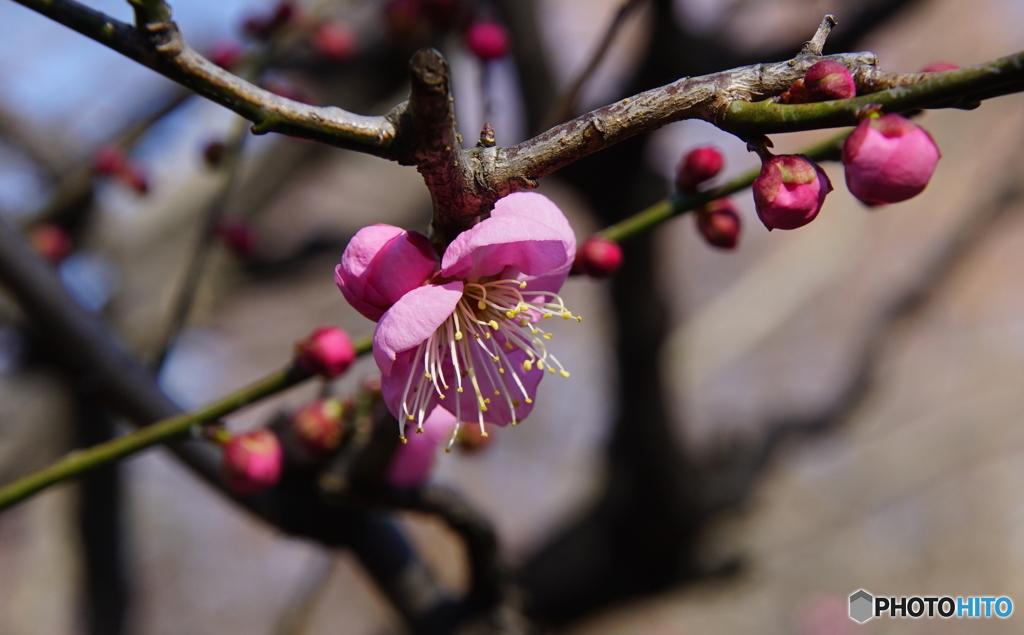 ウメ（大阪／長居公園植物園）