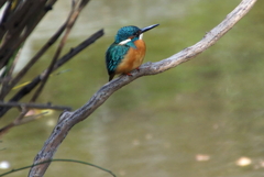 カワセミくん♂（大阪／堺市）