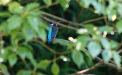 青い鳥