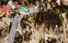 お魚ゲットしたカワセミちゃん（♀）