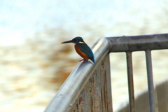 カワセミくん（♂）大阪／城北