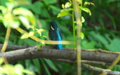 カワセミくん（大阪）