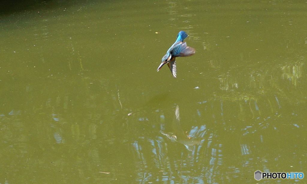 カワセミ　突入