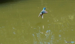 カワセミ　突入