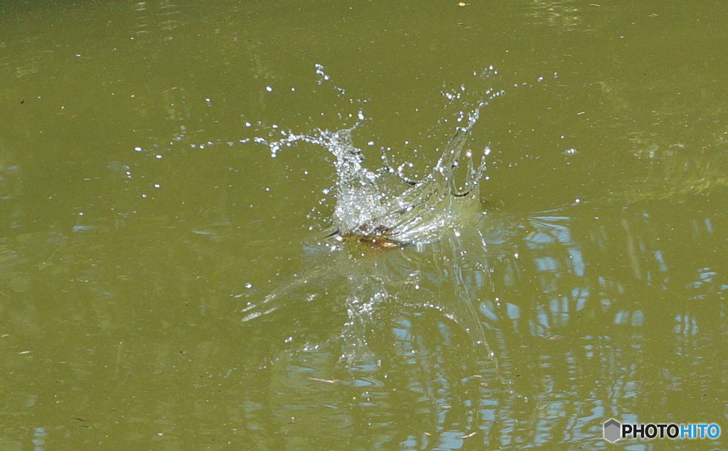 カワセミ　着水