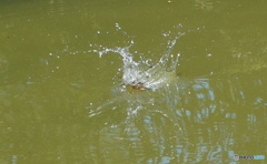 カワセミ　着水