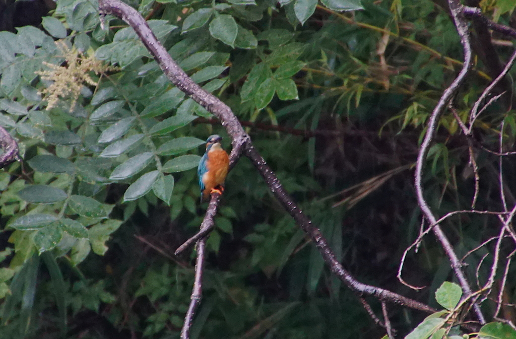 枝にカワセミくん（大阪／千里中央）