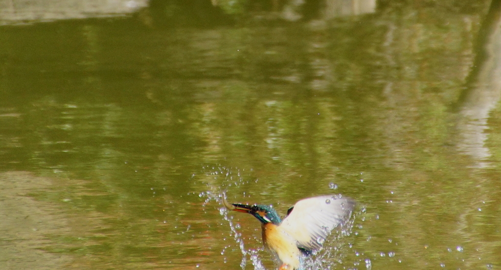 カワセミちゃん