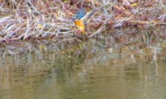 ホバリングなカワセミくん