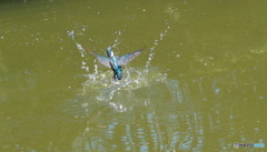 お魚ゲットなカワセミくん
