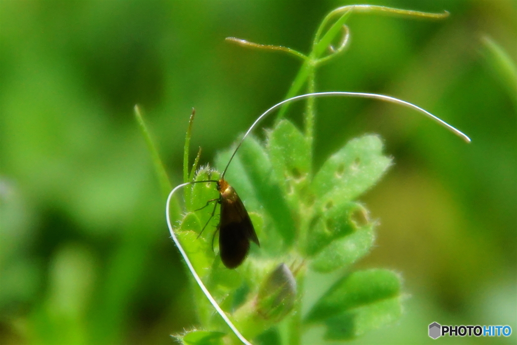 超長い触覚なこと〜クロハネシロヒゲナガ