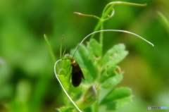 超長い触覚なこと〜クロハネシロヒゲナガ