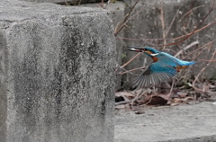 お魚ゲットなカワセミくん　　大阪／天王寺