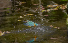 カワセミくん♂（大阪／堺市）