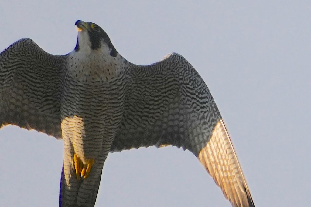 ハヤブサさま頭上通過　　　大阪／淀川