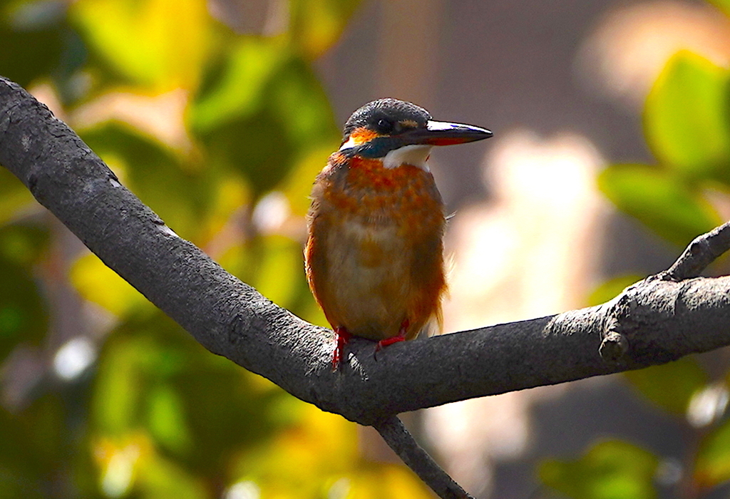 枝にカワセミちゃん♀  大阪／吹田千里
