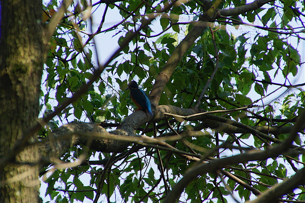青い背中のカワセミくん