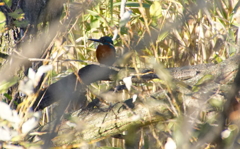 カワセミくん（岐阜／木曽川）