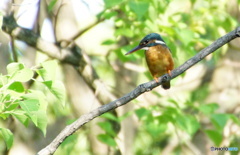 カワセミちゃん