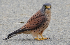 河川敷にチョウゲンボウくん　　大阪／淀川