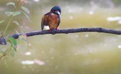 カワセミちゃん（♀）大阪／天王寺
