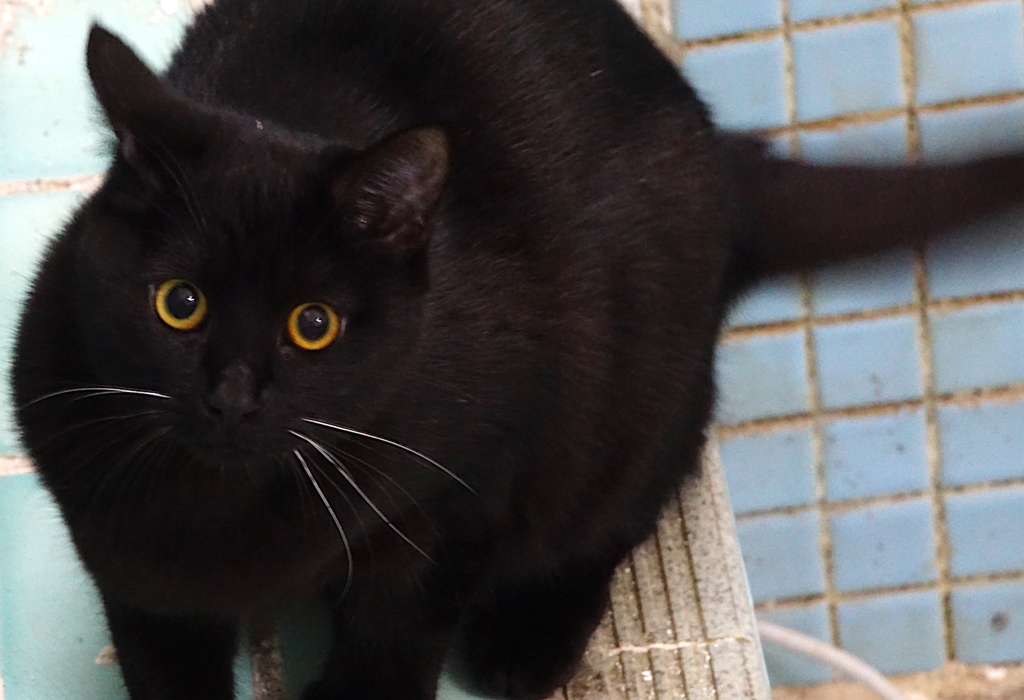 黒猫
