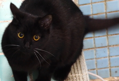 黒猫