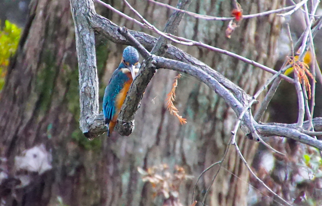狙いを定め（カワセミくん）