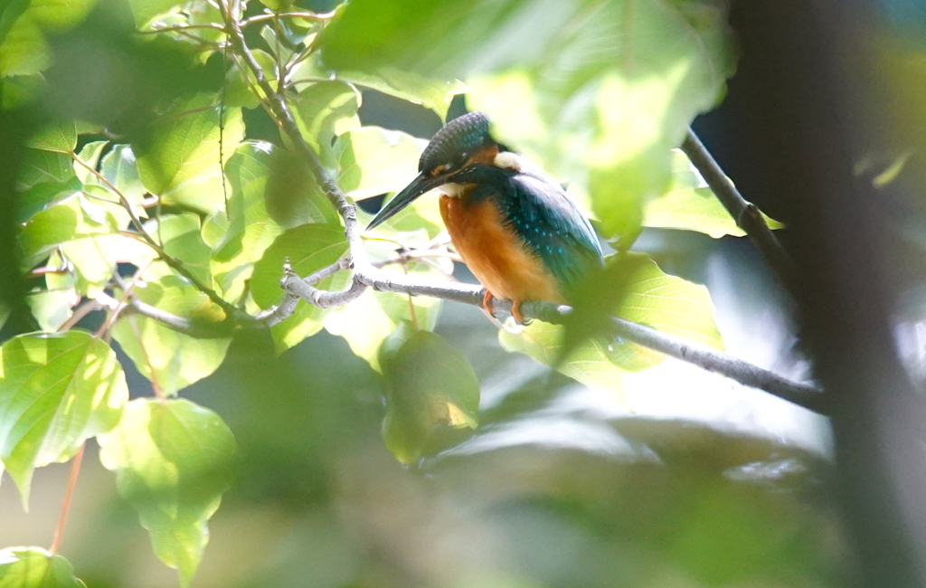 枝にカワセミくん（大阪／千里）