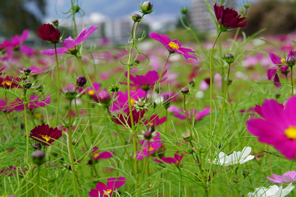 コスモス