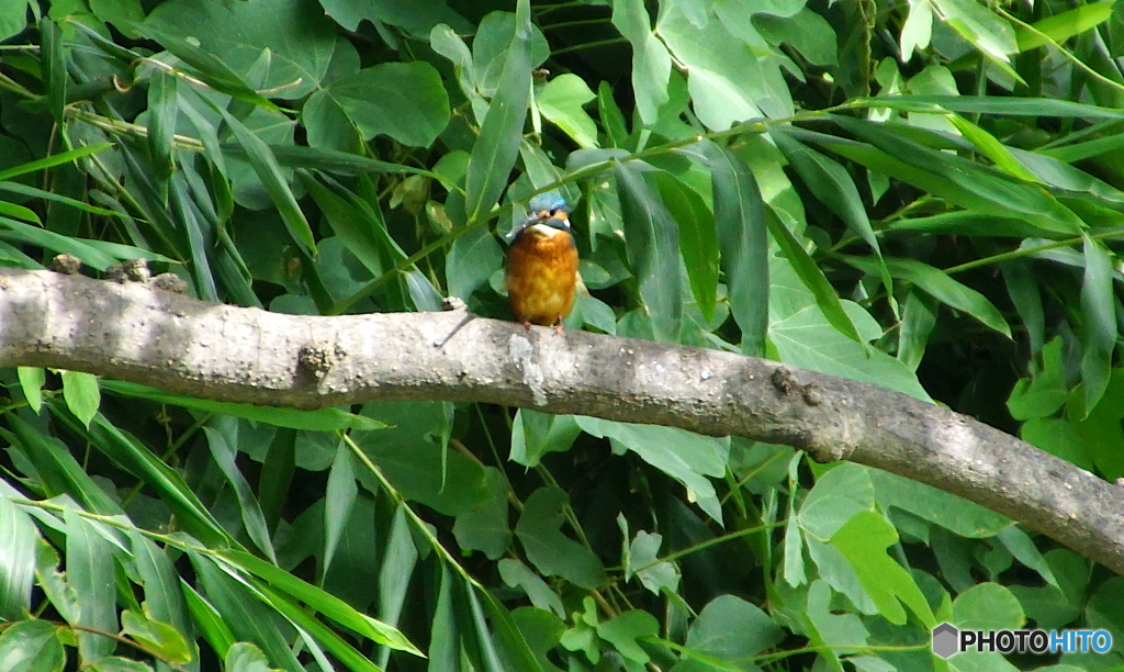 カワセミくん（大阪／茶臼山）