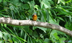 カワセミくん（大阪／茶臼山）