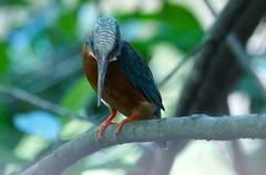 近距離にカワセミくん