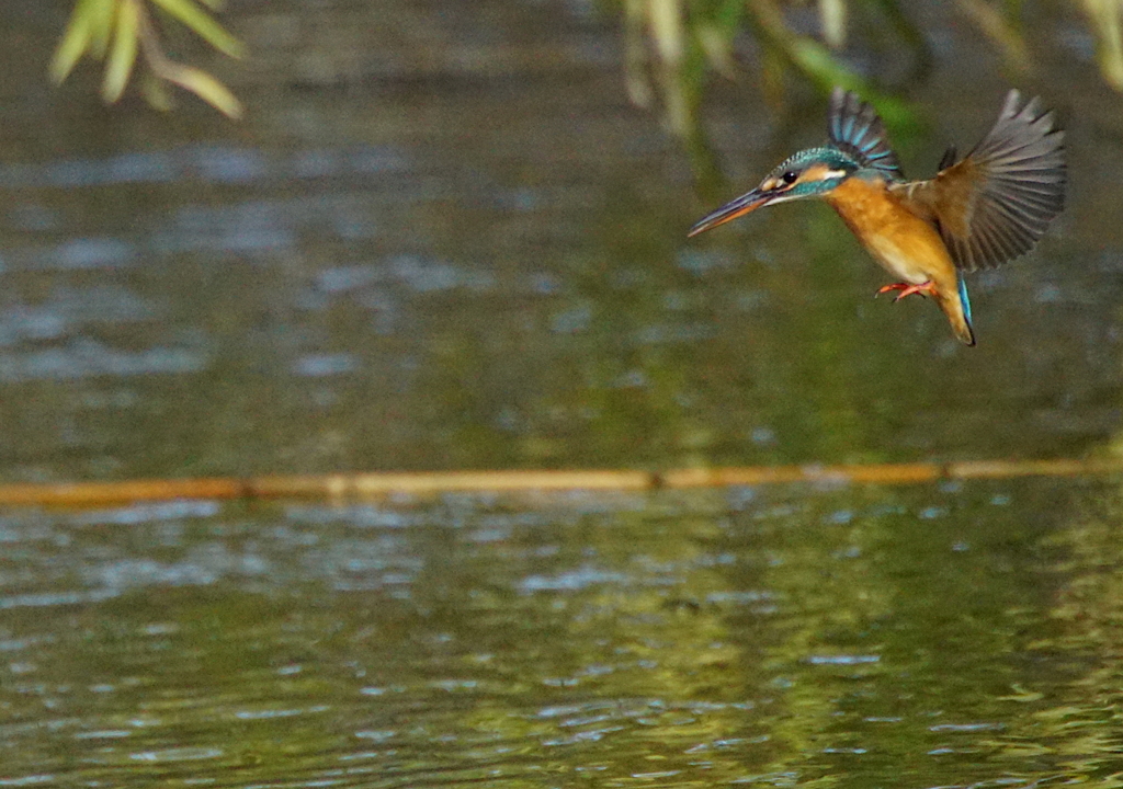 カワセミちゃん（♀）大阪／旭