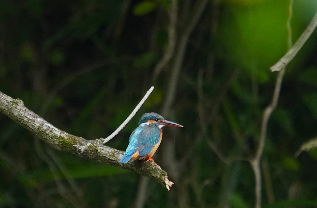 枝にカワセミちゃん