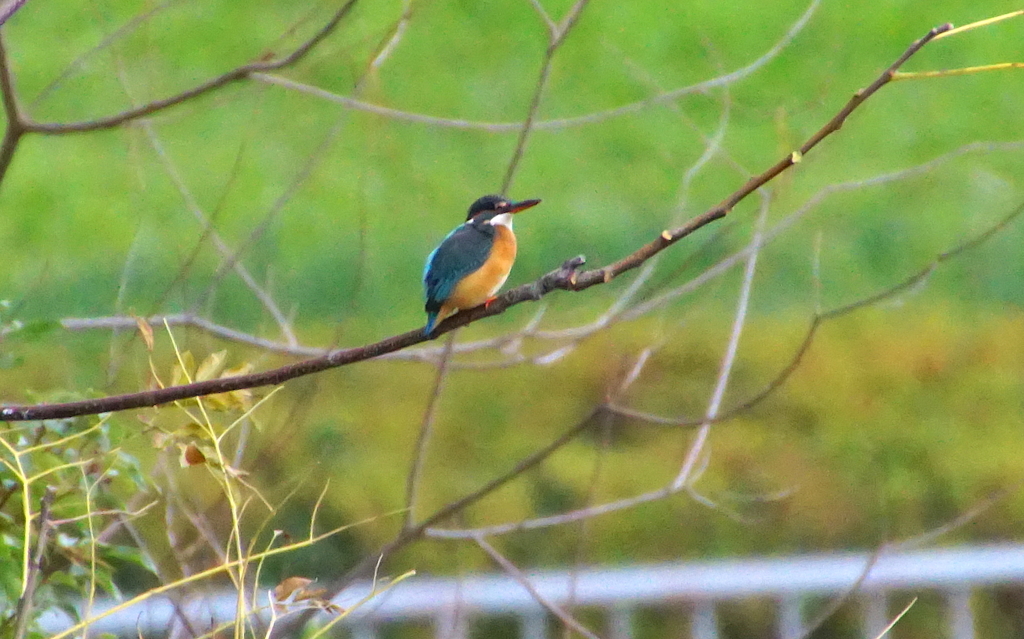 カワセミちゃん（♀）大阪／城北